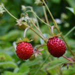 Wild strawberries – healthy not only fruit …
